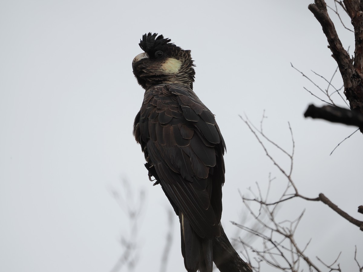 Cacatoès de Baudin - ML645309746