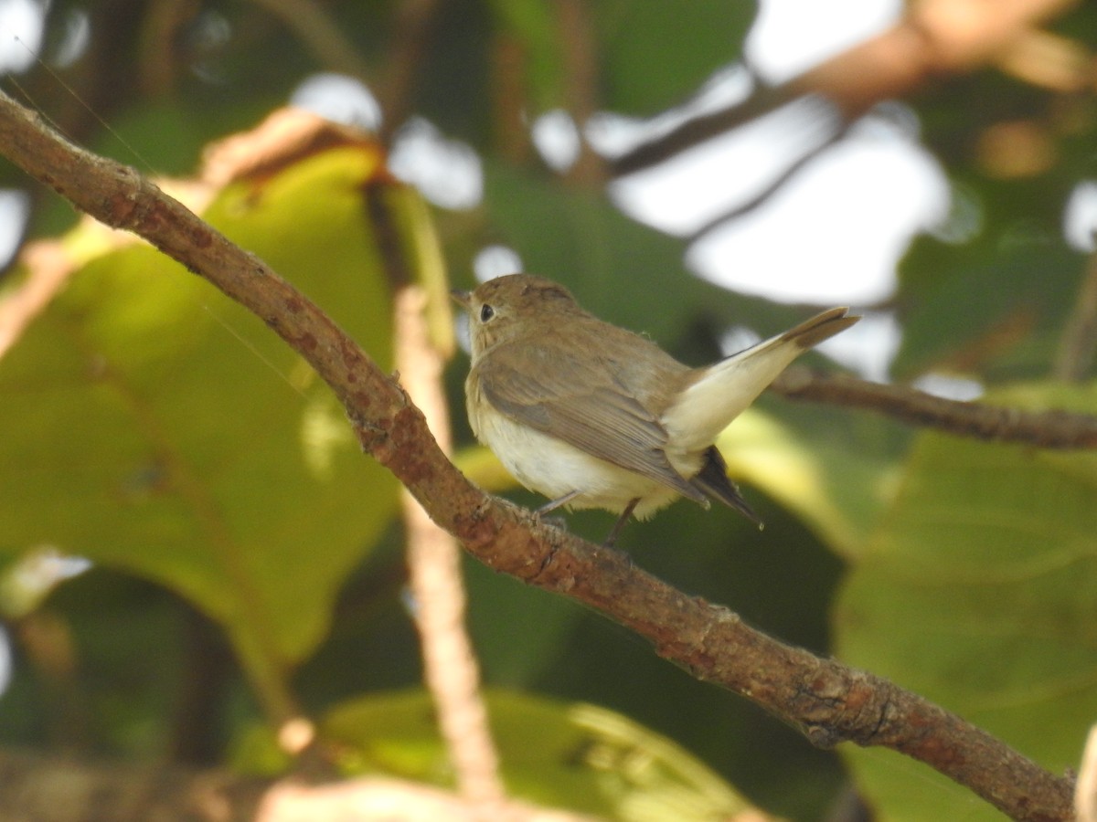 Taiga Flycatcher - ML645309747