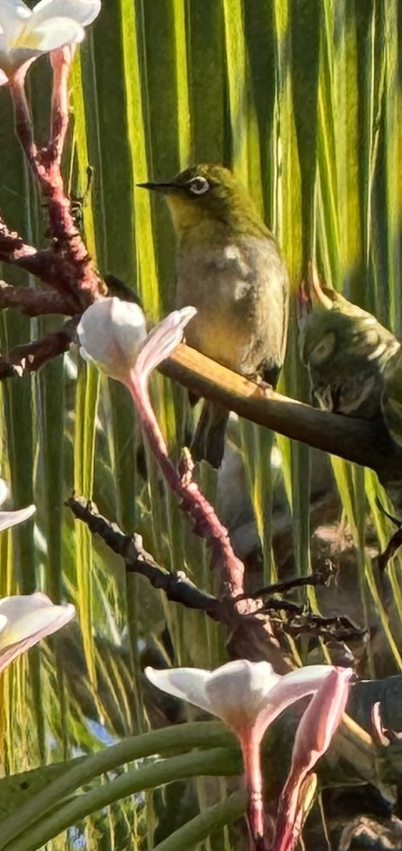 Окулярник японський - ML645309748