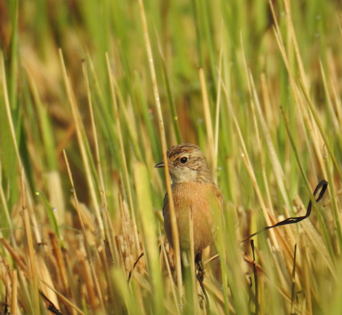 bramborníček sibiřský - ML645309749
