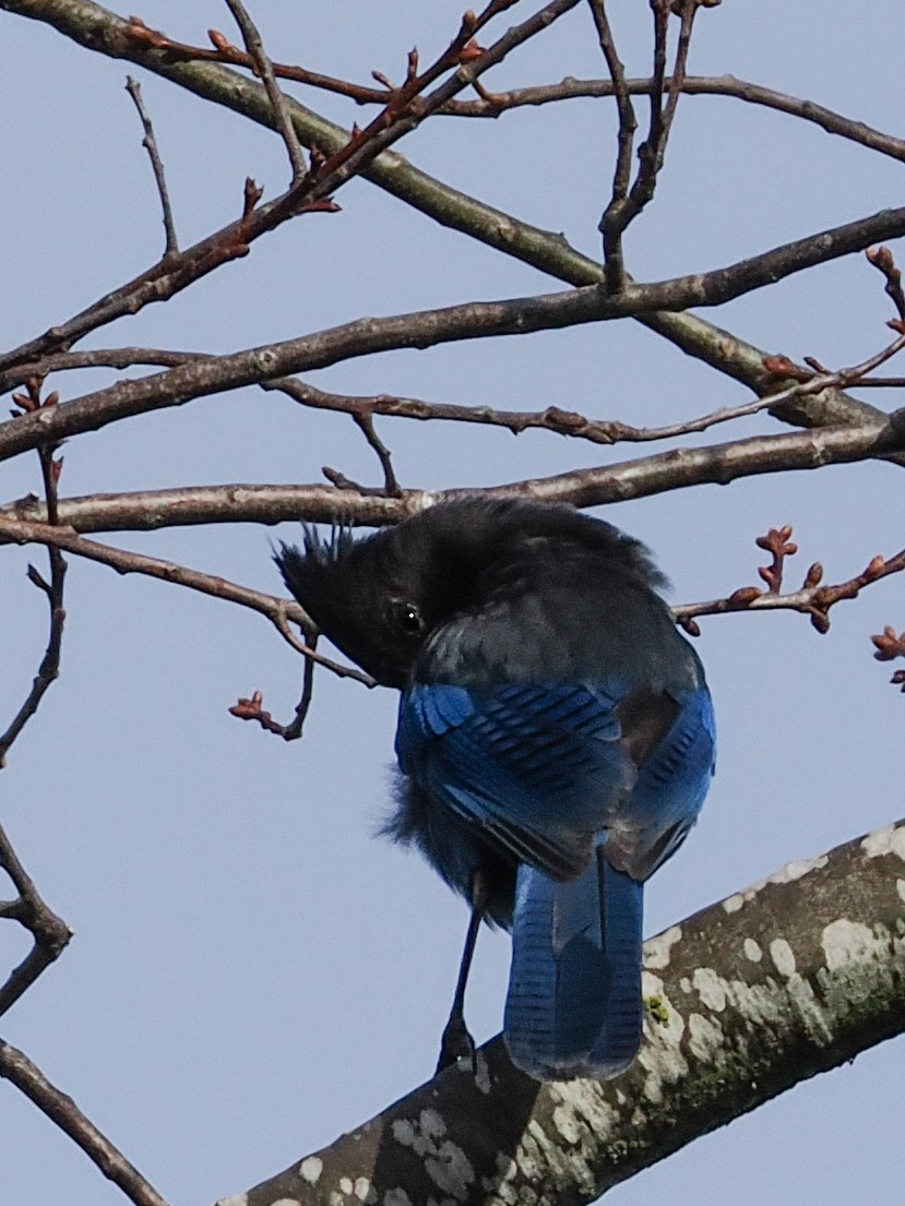 Geai de Steller - ML645309750