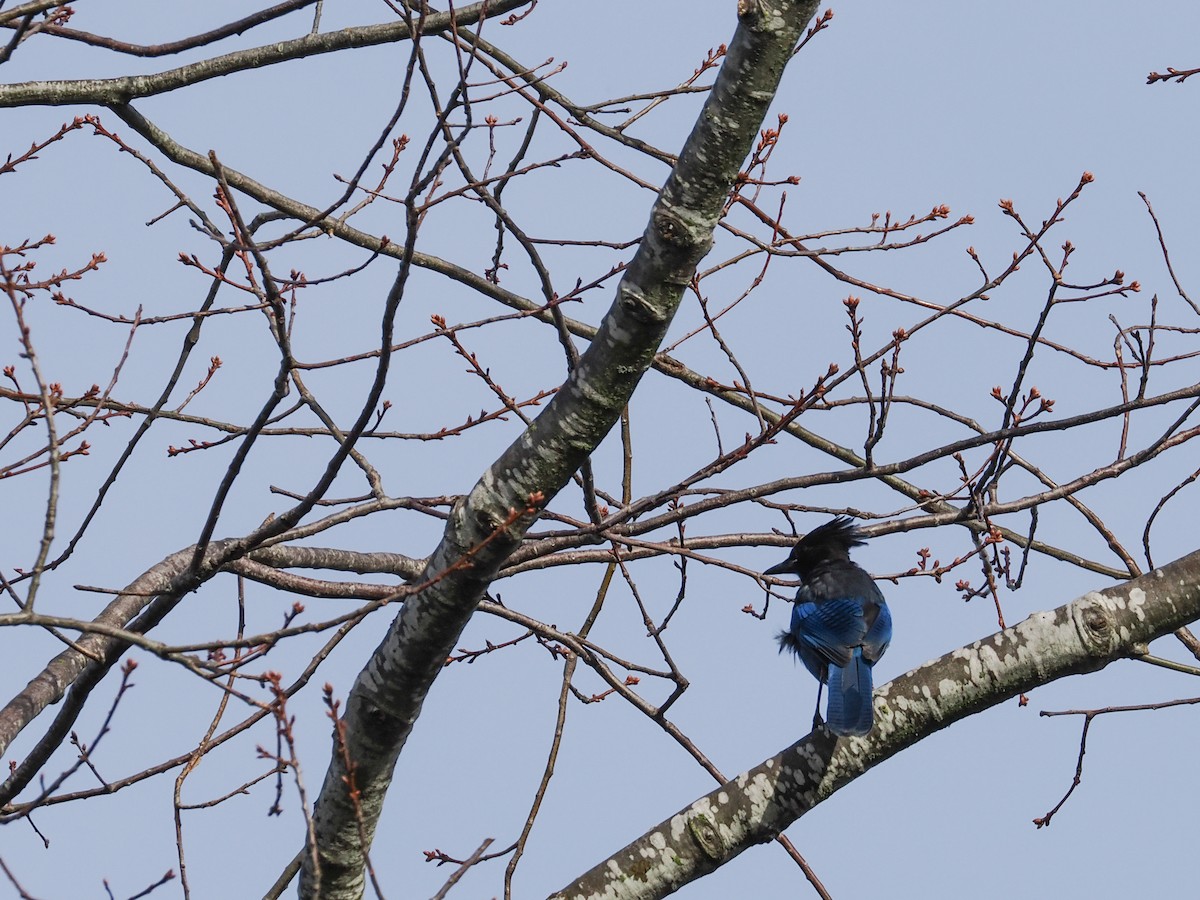 Geai de Steller - ML645309751