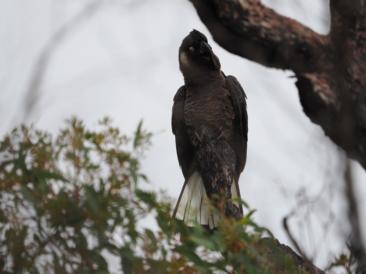 Cacatoès de Baudin - ML645309752