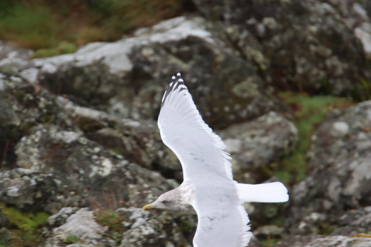 Goéland arctique - ML645309753