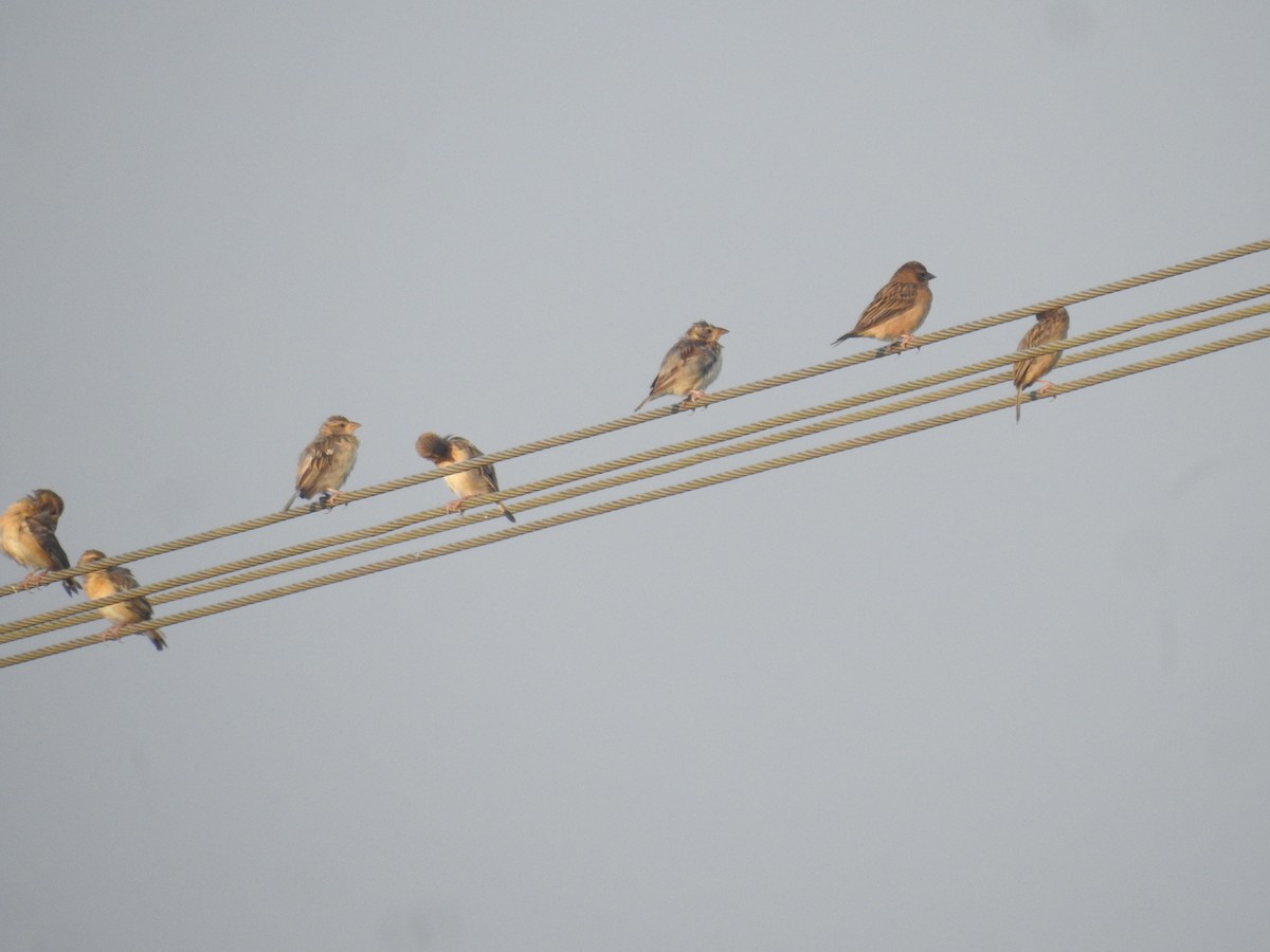 Baya Weaver - ML645309754