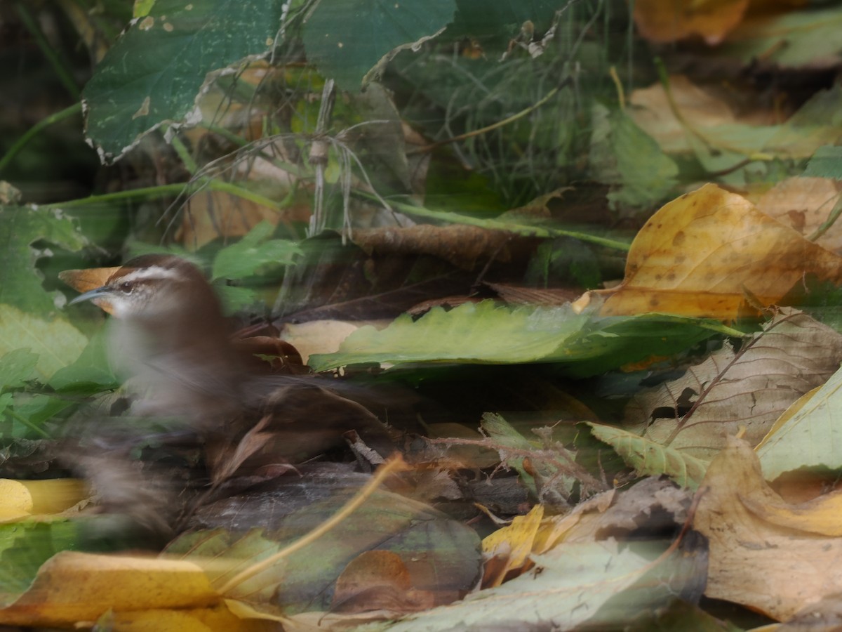 Troglodyte de Bewick - ML645309759