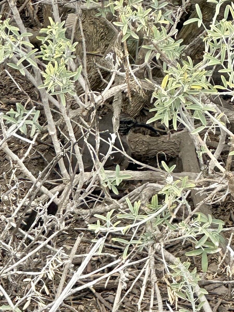 Moqueur de Californie - ML645309761