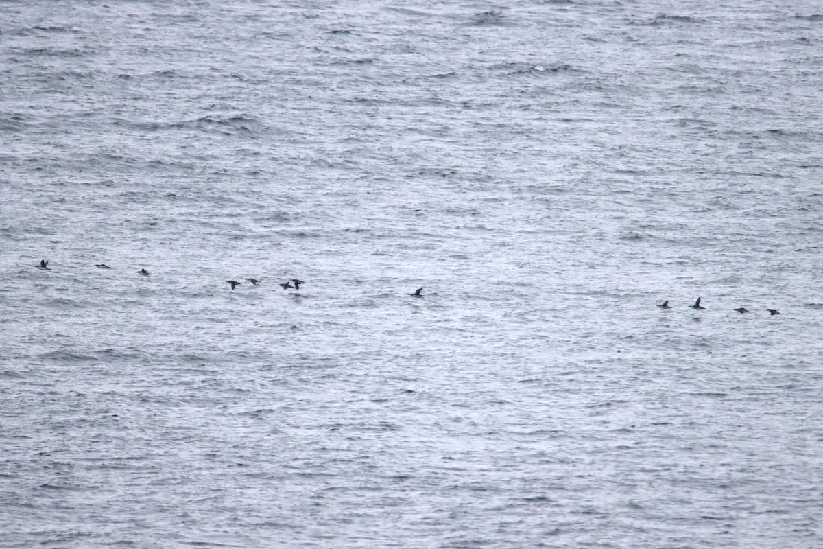 Guillemot marmette - ML645309762