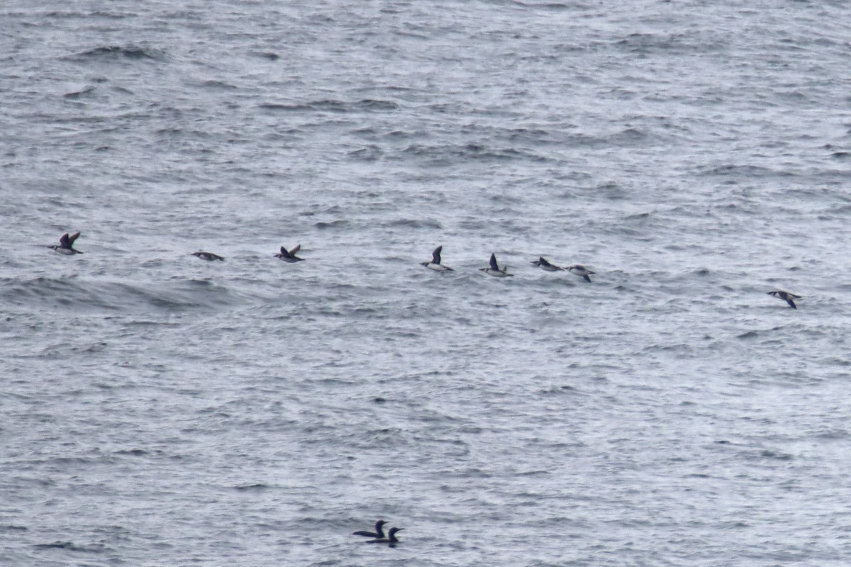 Guillemot marmette - ML645309763