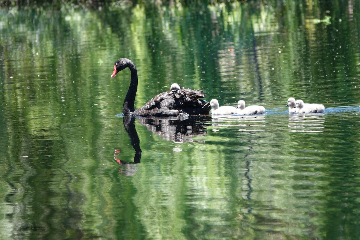 Cygne noir - ML645309767