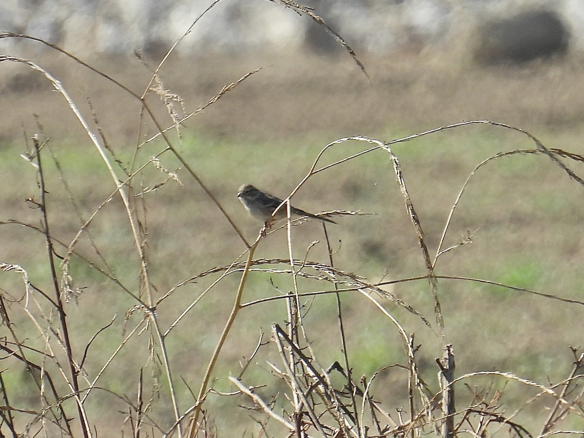 Bruant de Brewer - ML645309769