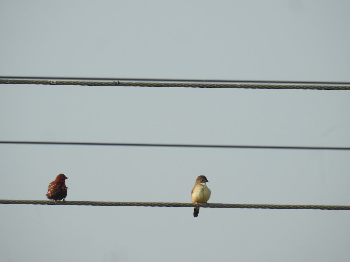 Red Avadavat - ML645309775