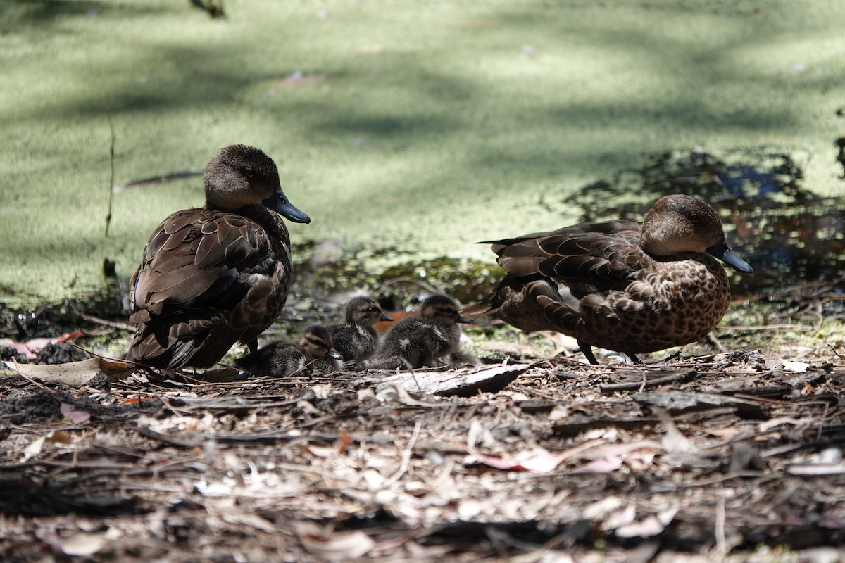 Gray Teal - ML645309776