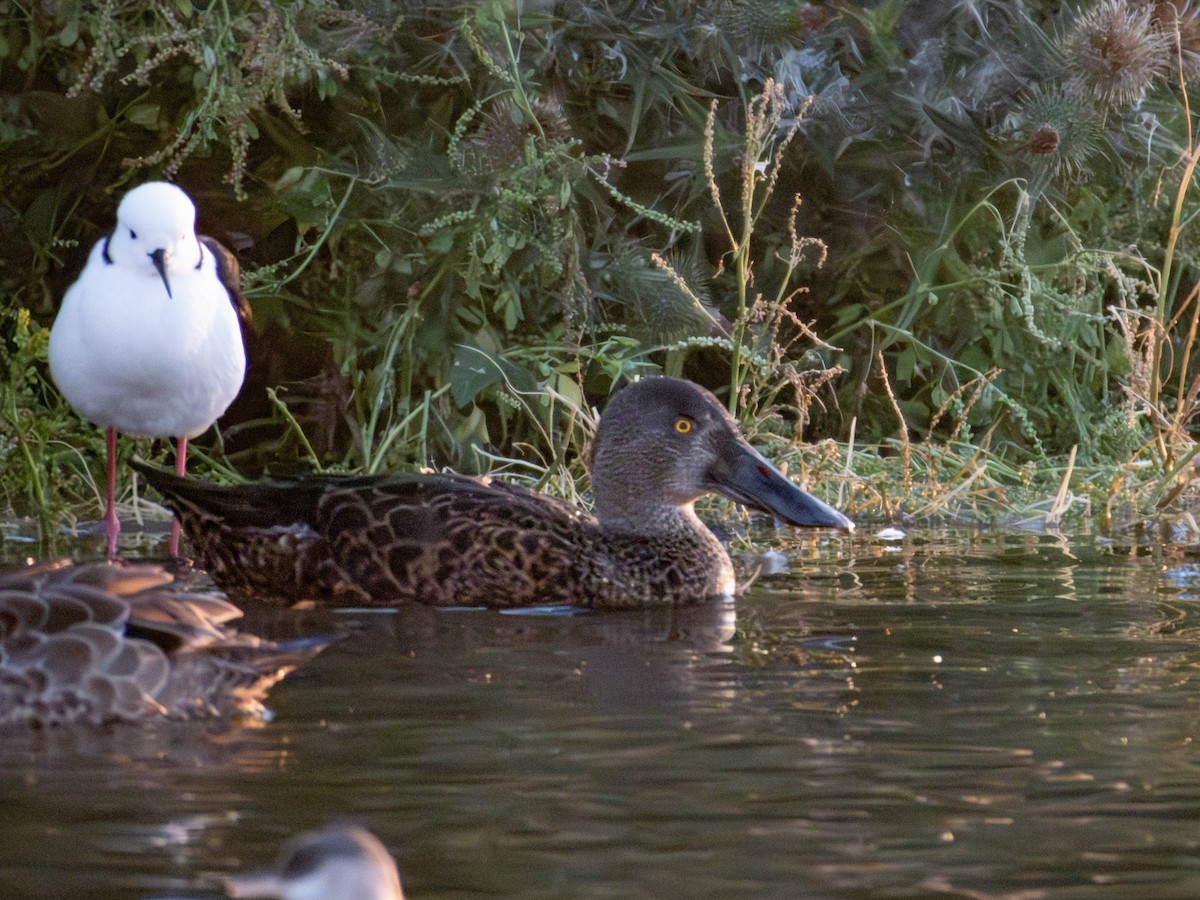 Canard bridé - ML645309780