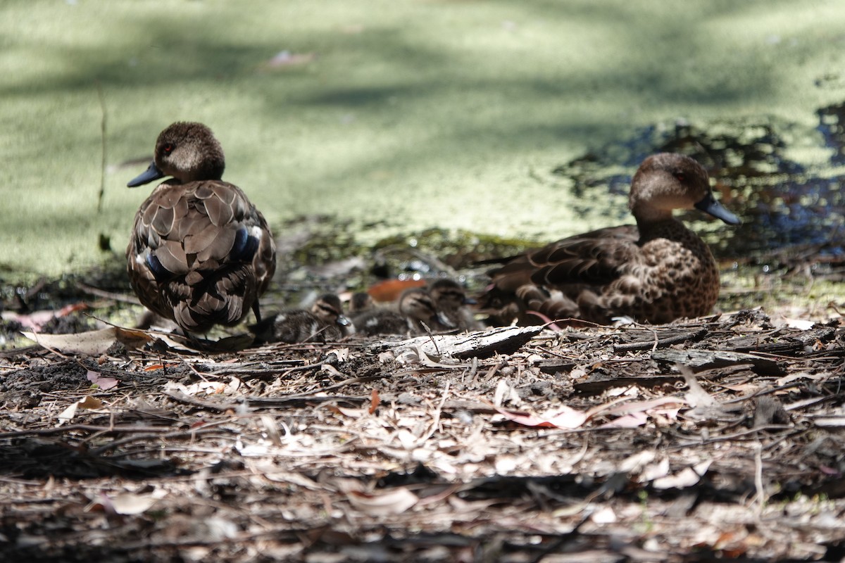 Gray Teal - ML645309781