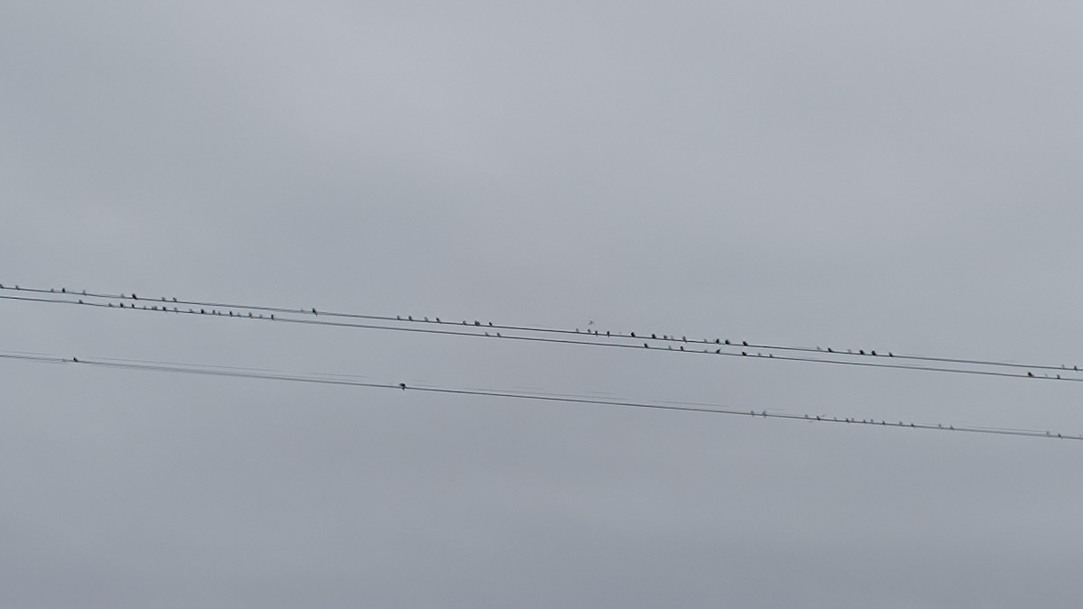 European Red-rumped Swallow - ML645309783