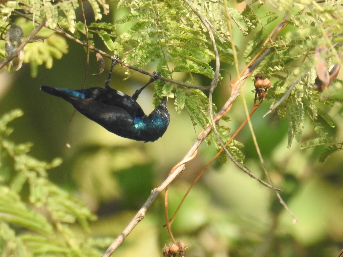 Purple Sunbird - ML645309784