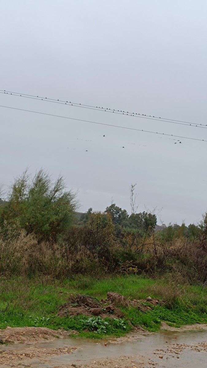 European Red-rumped Swallow - ML645309786