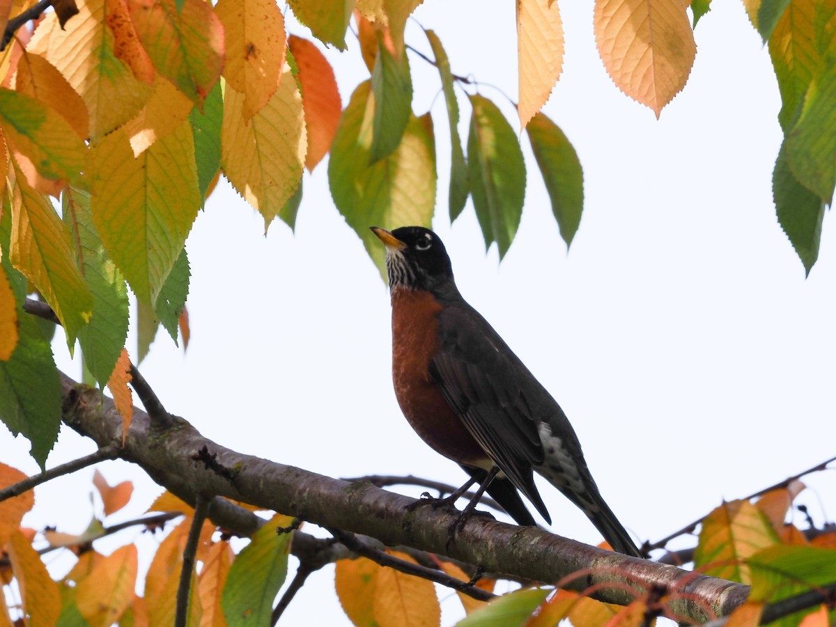 コマツグミ - ML645309787