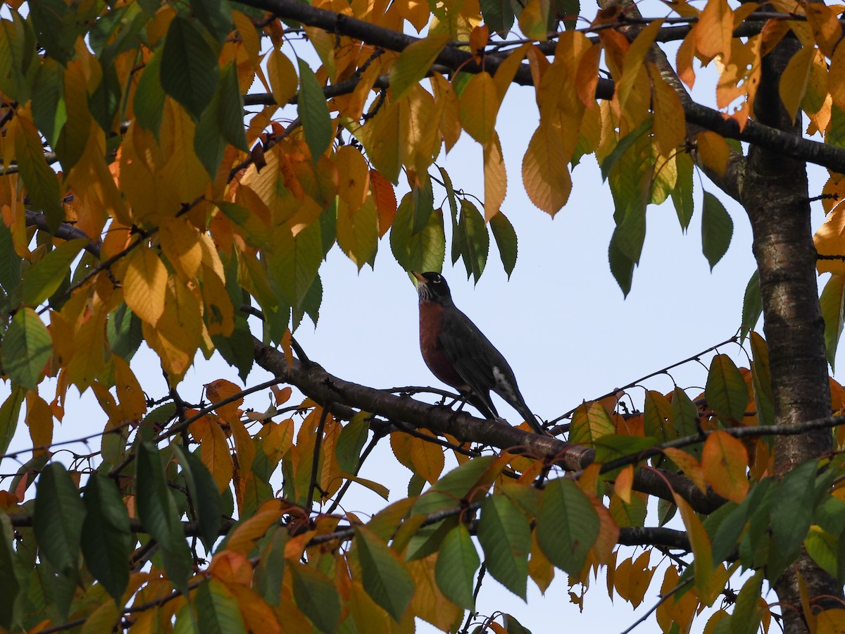 コマツグミ - ML645309788