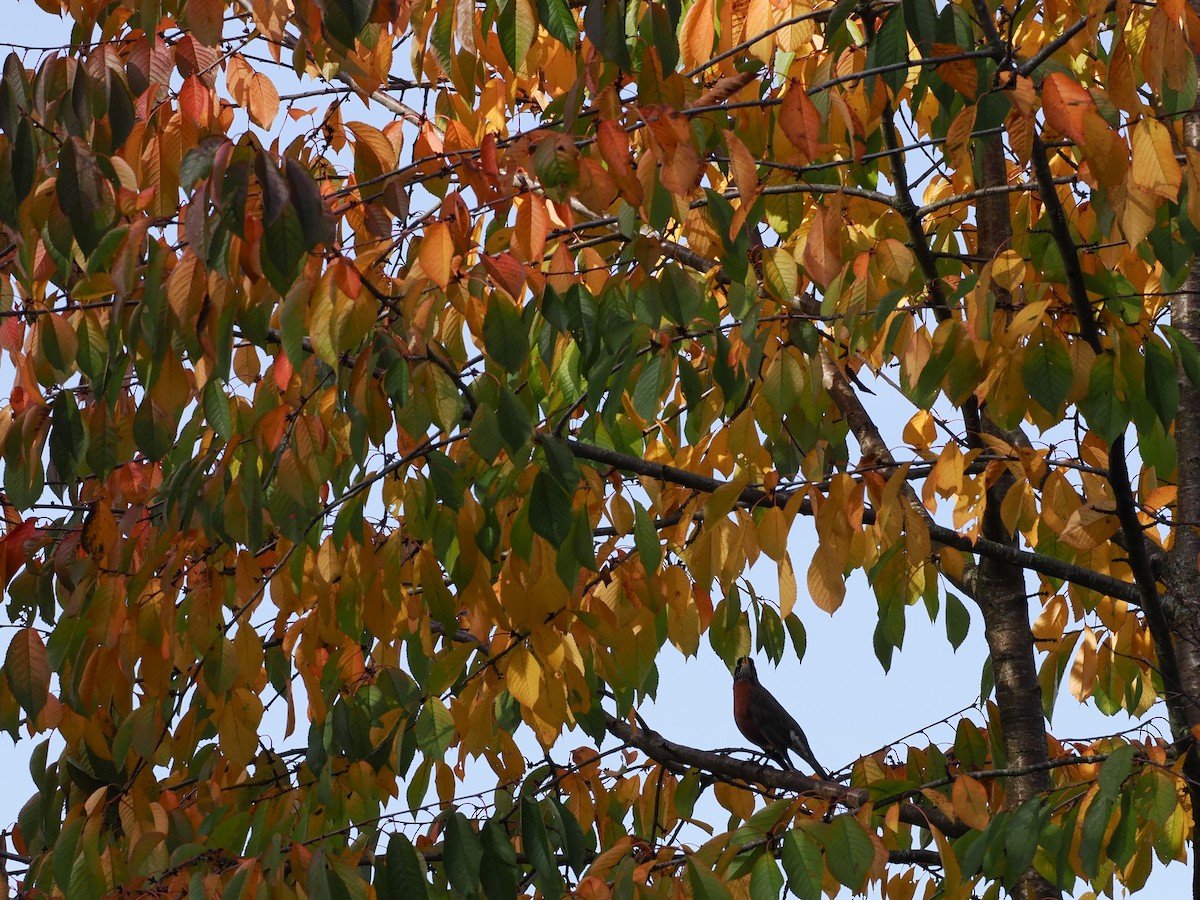 コマツグミ - ML645309789