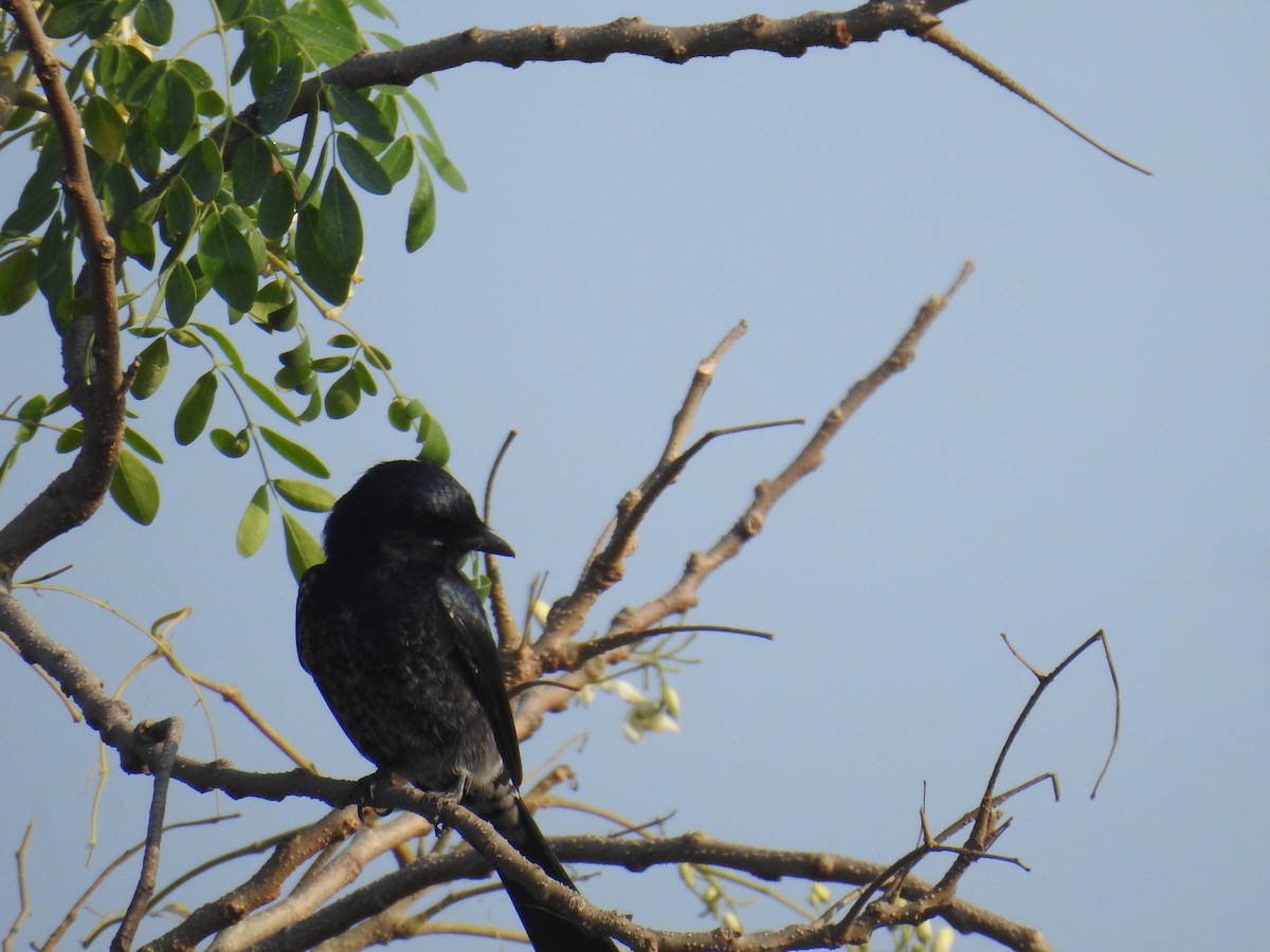 Black Drongo - ML645309792