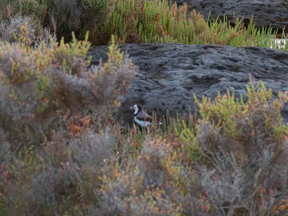 White-fronted Chat - ML645309801