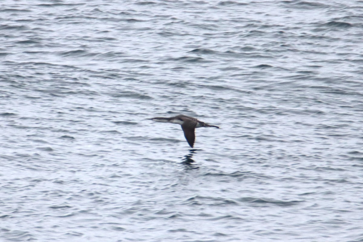 צוללן אדום-גרון - ML645309802