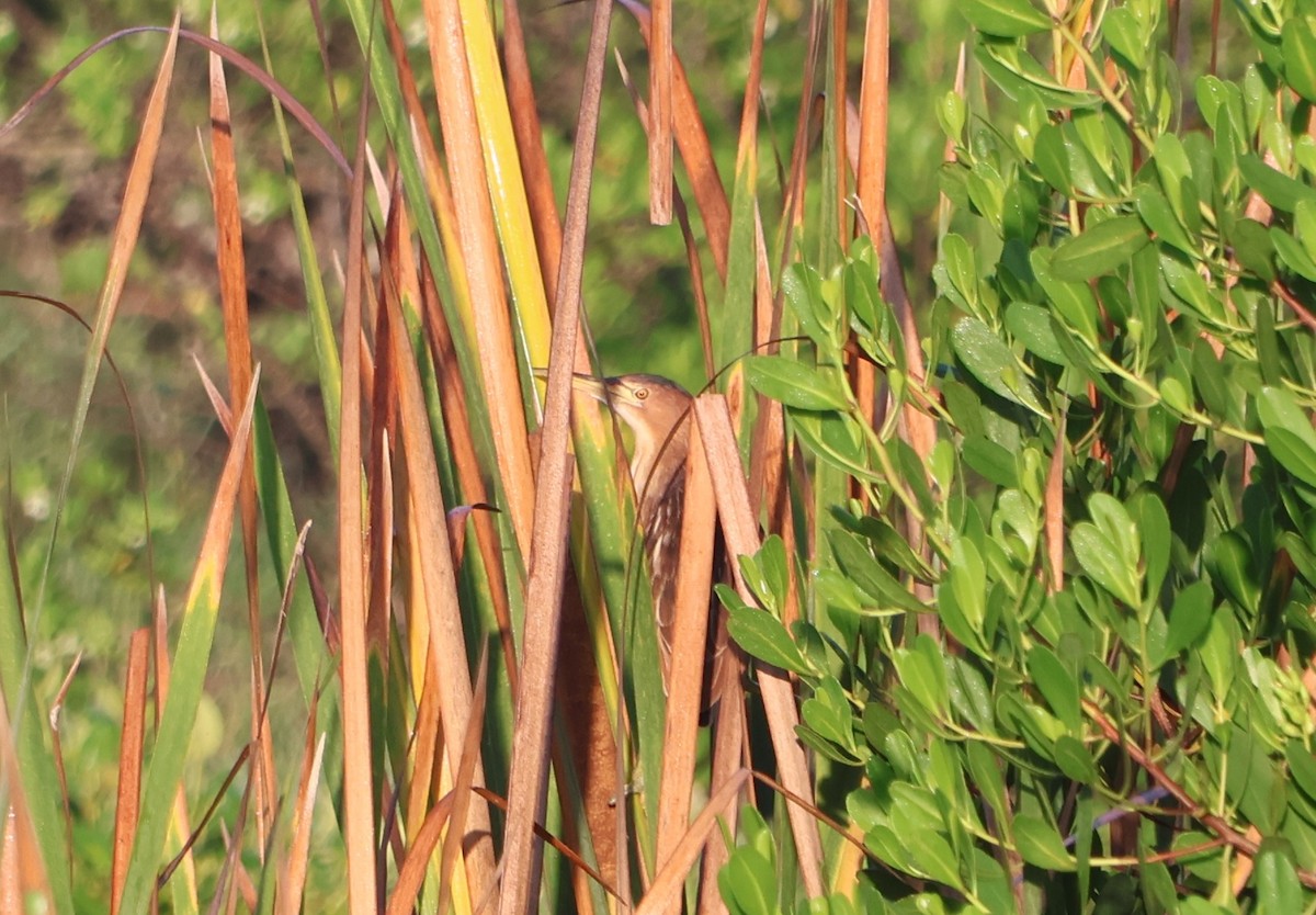 Little Bittern - ML645309839
