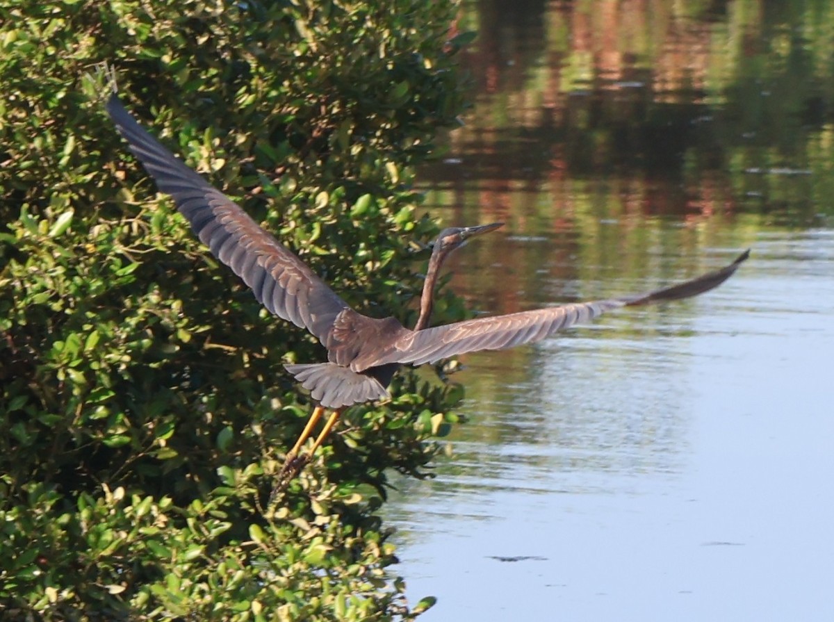 Purple Heron - ML645309843