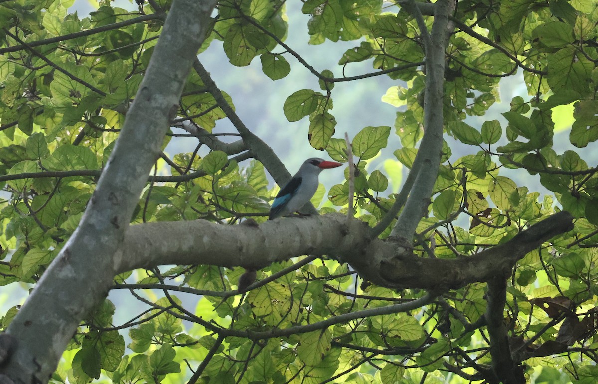 Mangrove Kingfisher - ML645309846