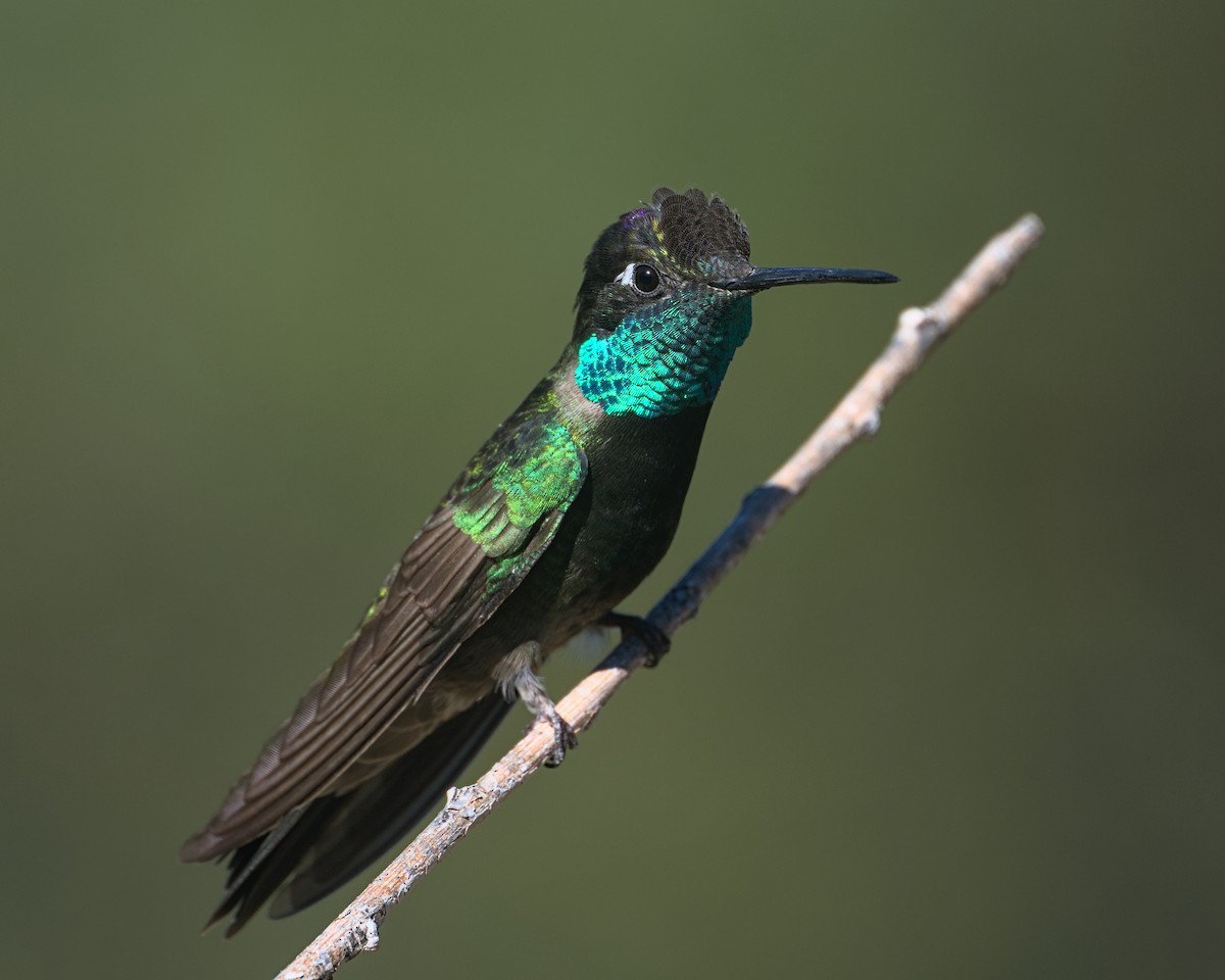 Rivoli's Hummingbird - ML645309847