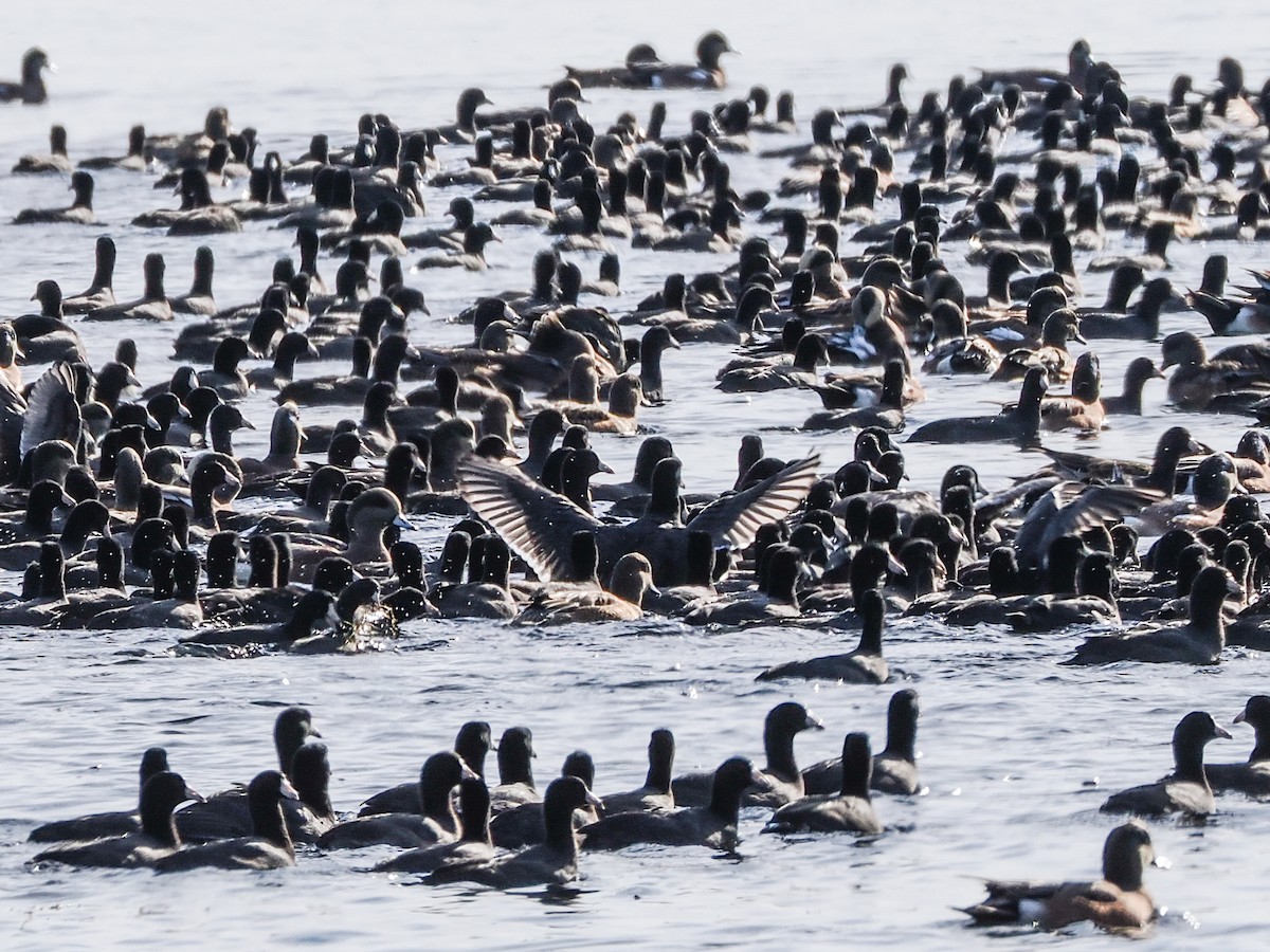 אגמית אמריקנית - ML645309848