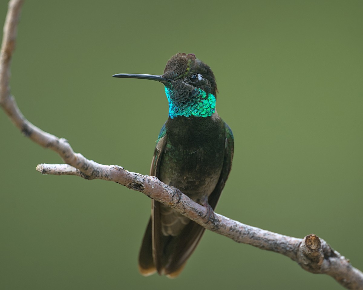 Rivoli's Hummingbird - ML645309849
