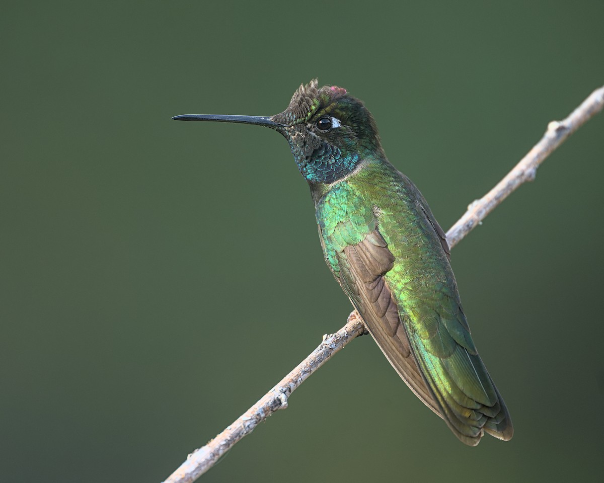 Rivoli's Hummingbird - ML645309850