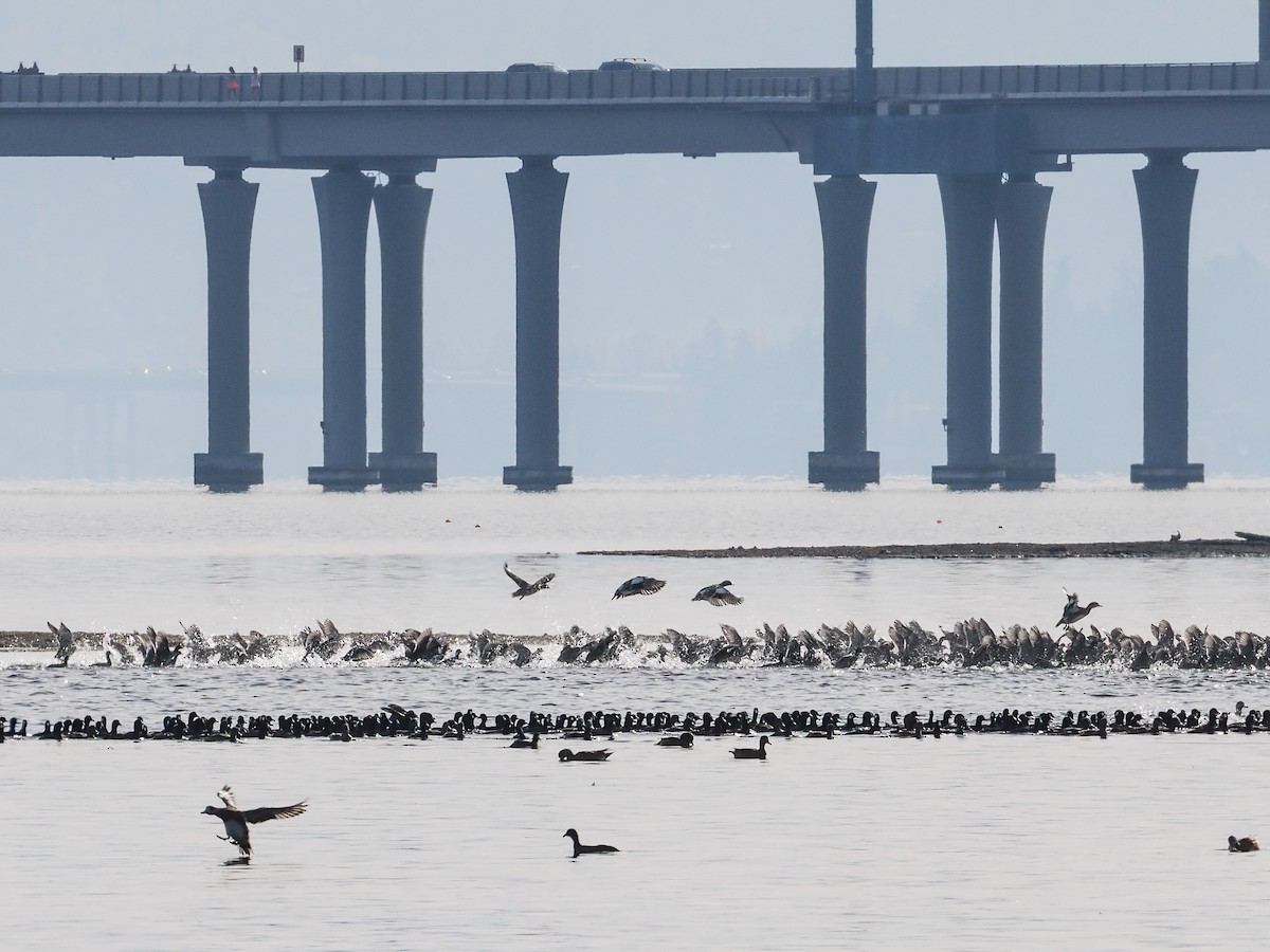 אגמית אמריקנית - ML645309851