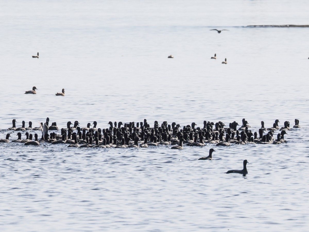 אגמית אמריקנית - ML645309852