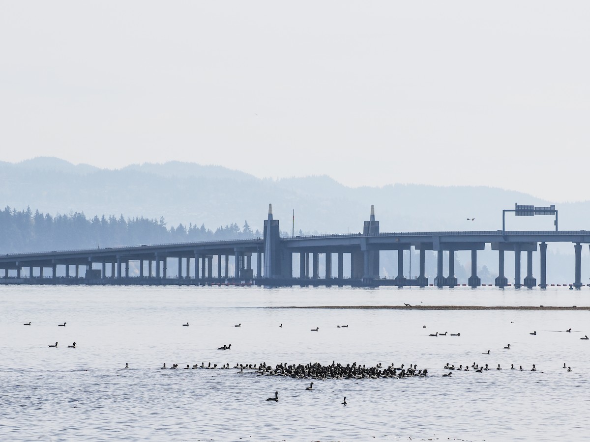 אגמית אמריקנית - ML645309853
