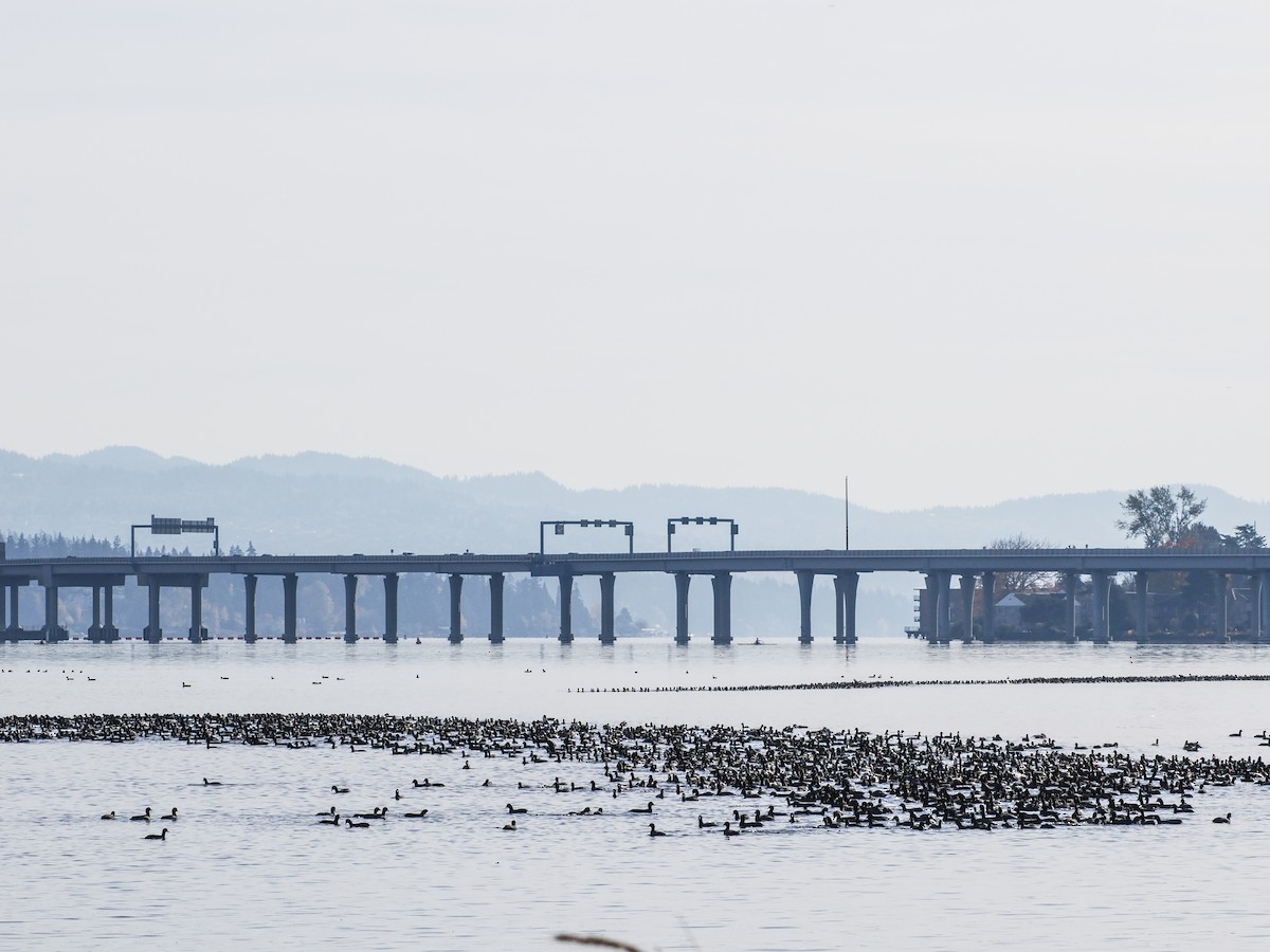 אגמית אמריקנית - ML645309854