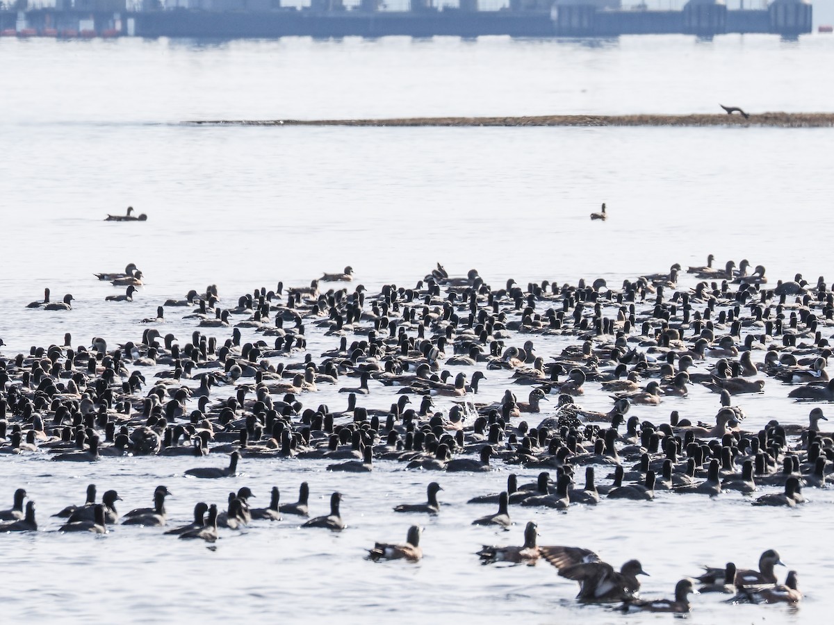 אגמית אמריקנית - ML645309855