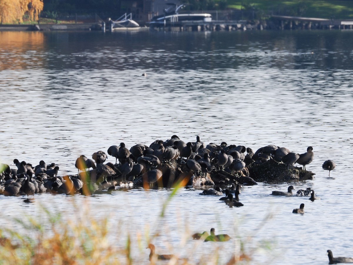 אגמית אמריקנית - ML645309856