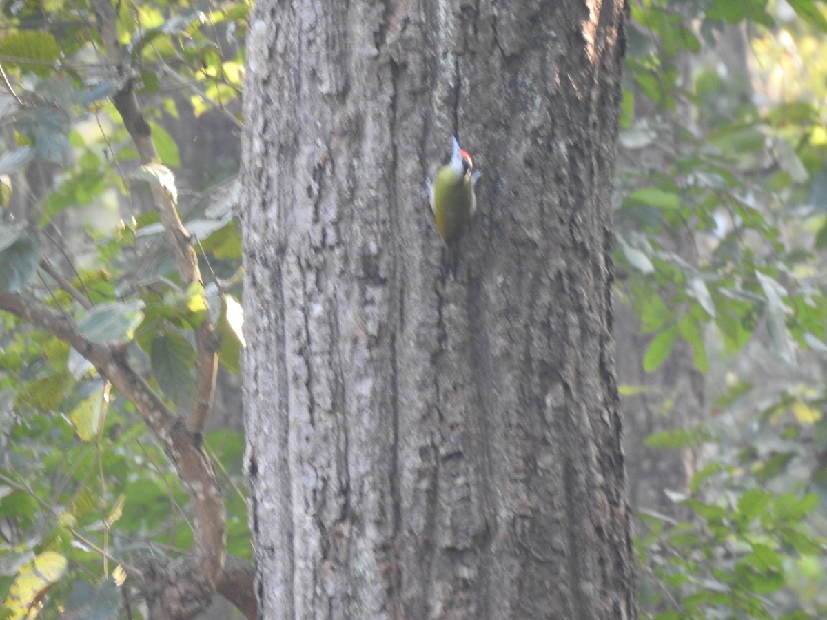 Pic cendré - ML645309858