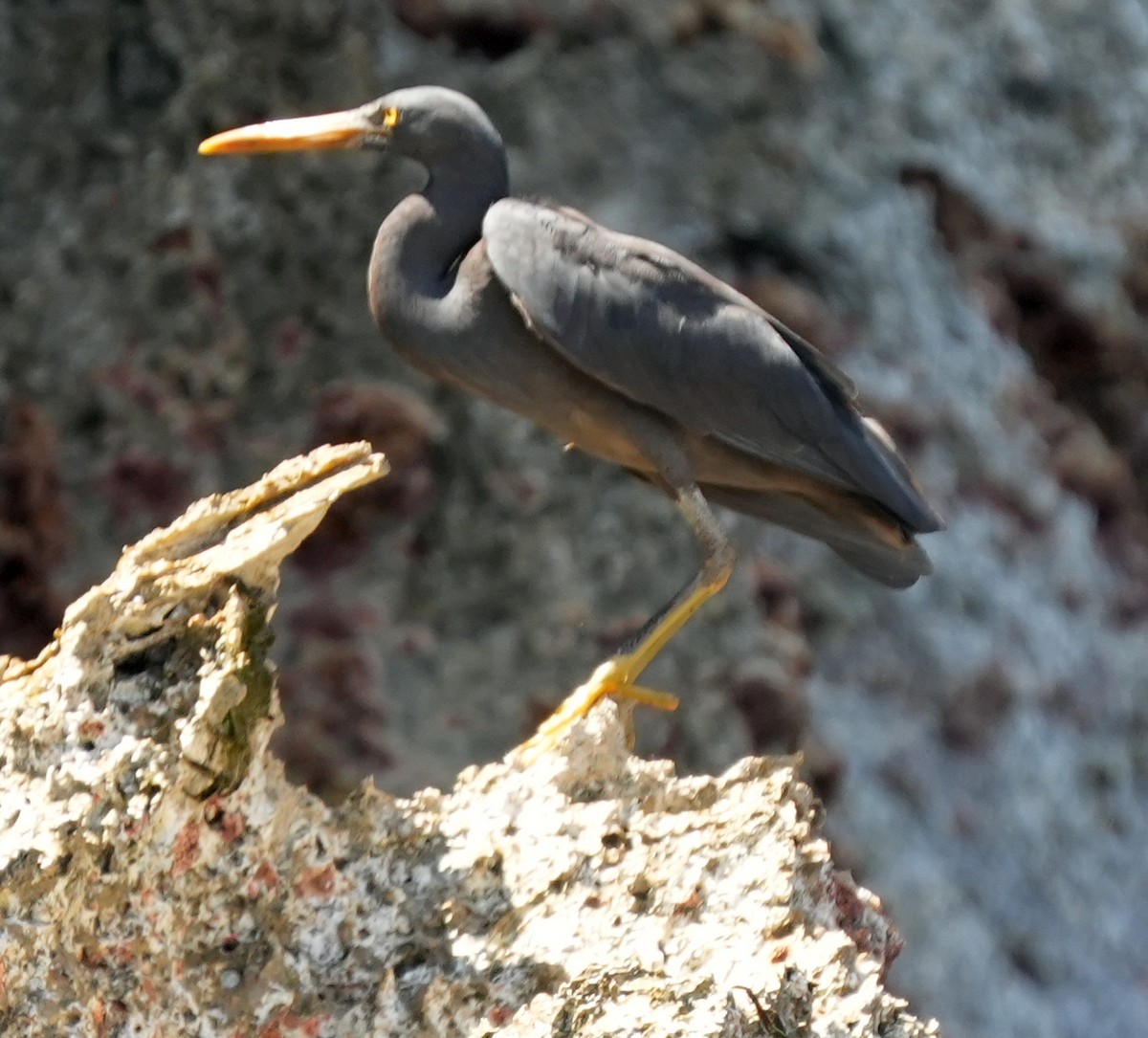 岩鷺 - ML645309862