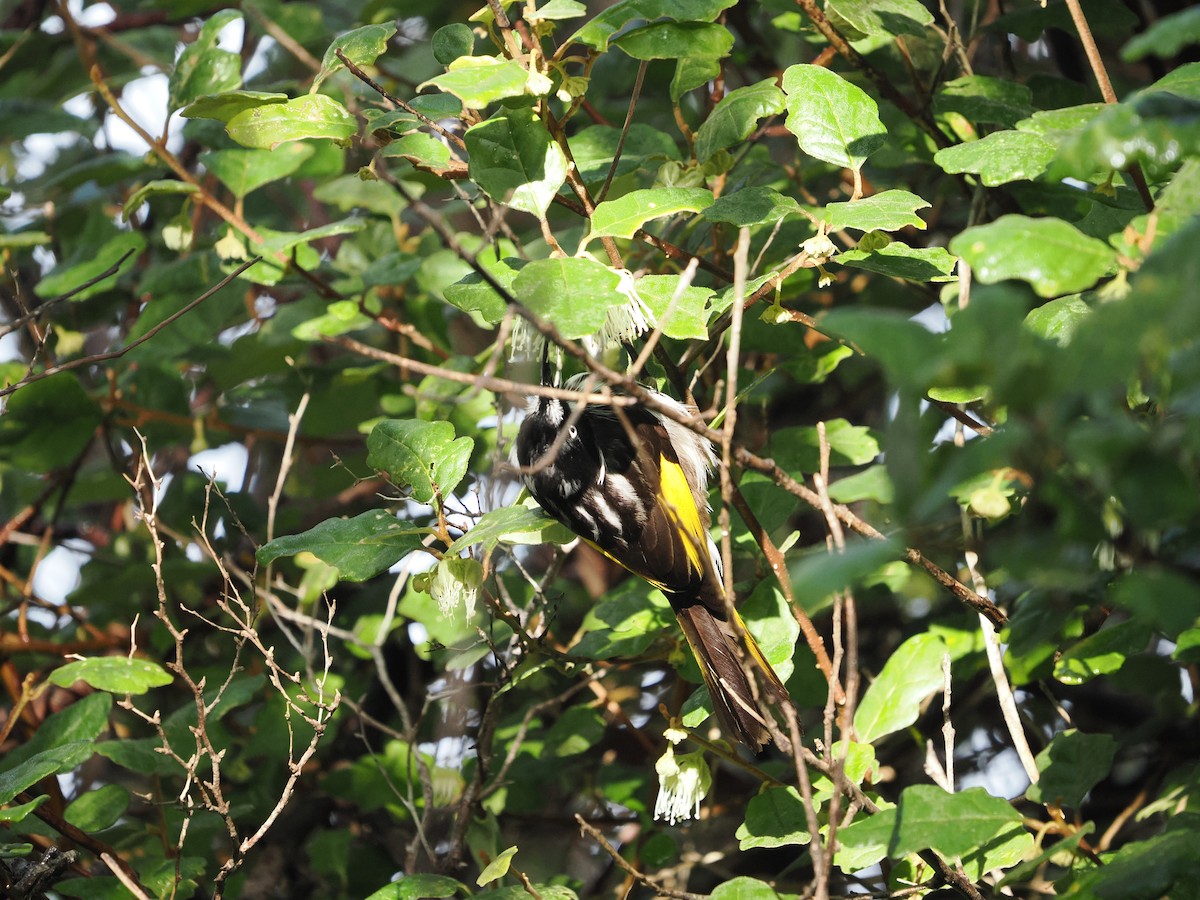 New Holland Honeyeater - ML645309863
