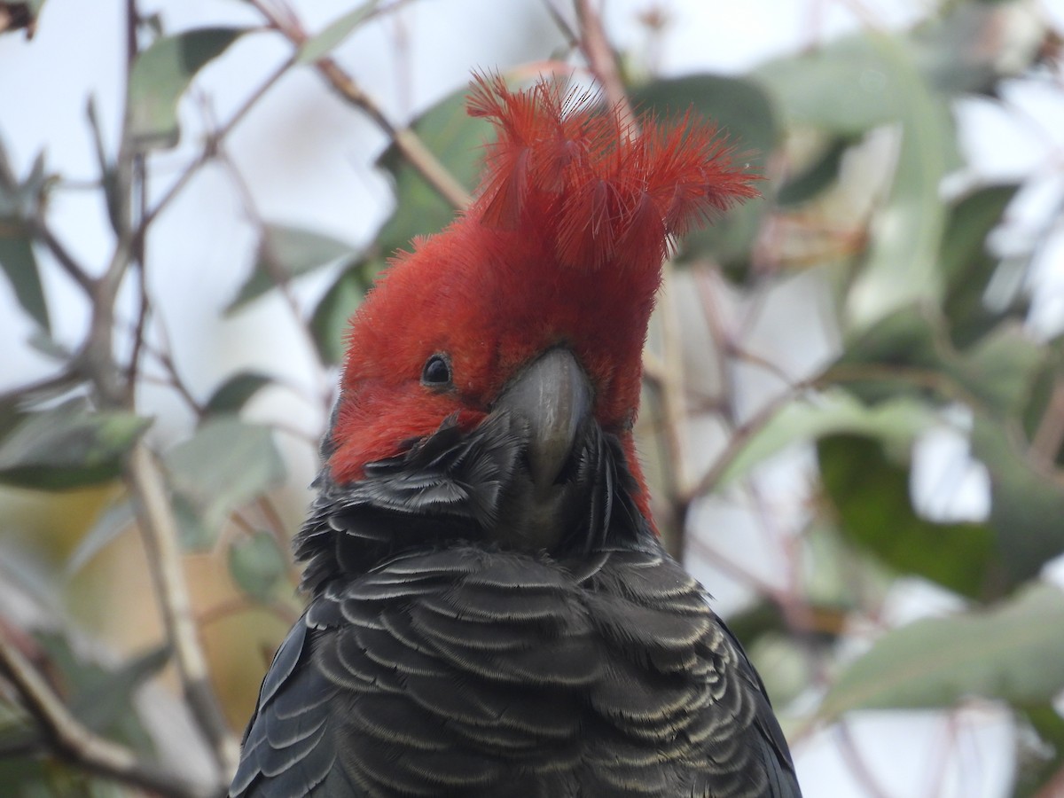 Gang-gang Cockatoo - ML645309864
