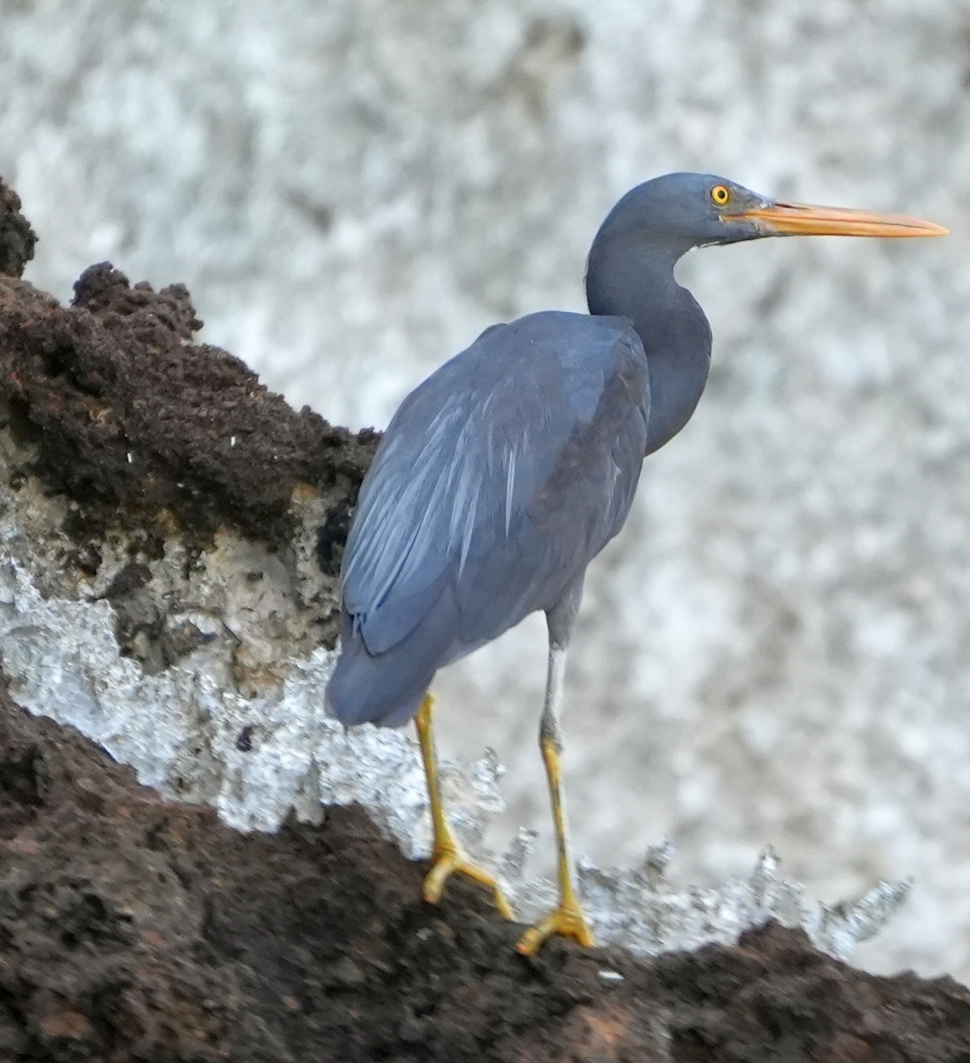 岩鷺 - ML645309865