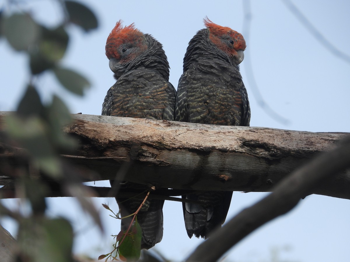 Gang-gang Cockatoo - ML645309866