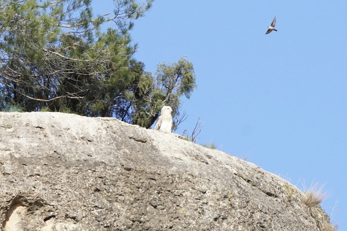 Short-toed Snake-Eagle - ML645309867