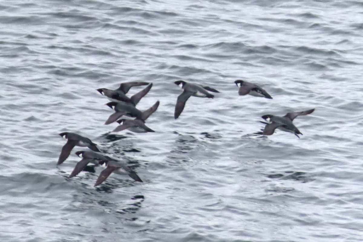 扁嘴海雀 - ML645309868