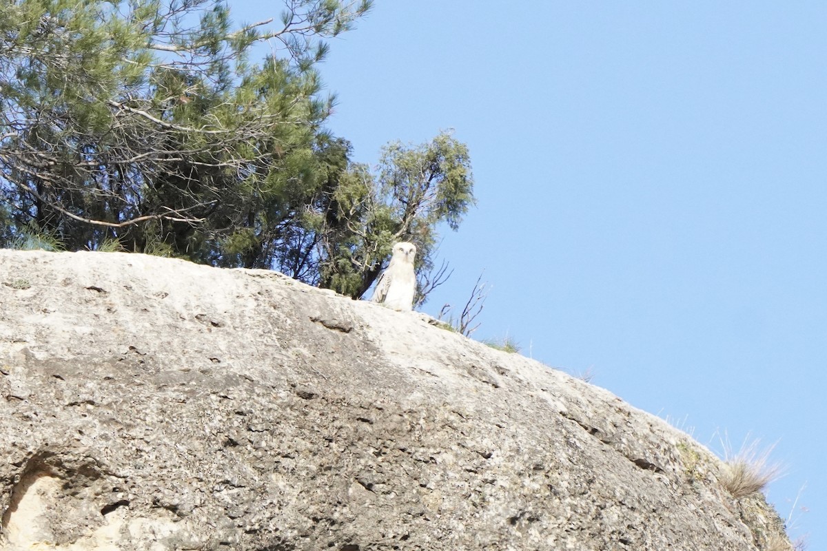 Short-toed Snake-Eagle - ML645309869